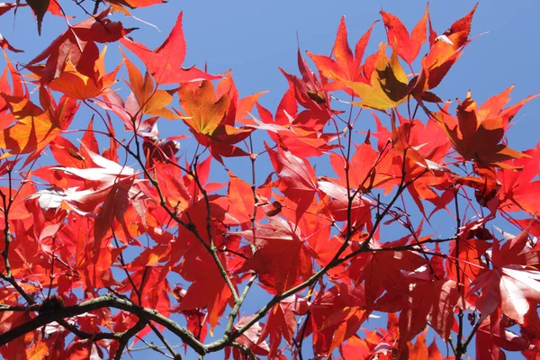 Kırmızı Turuncu Akçaağaç Yaprakları Mavi Gökyüzüne Karşı — Stok fotoğraf