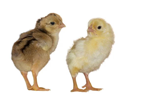 两只刚孵出的小鸡 与白色背景隔离 — 图库照片