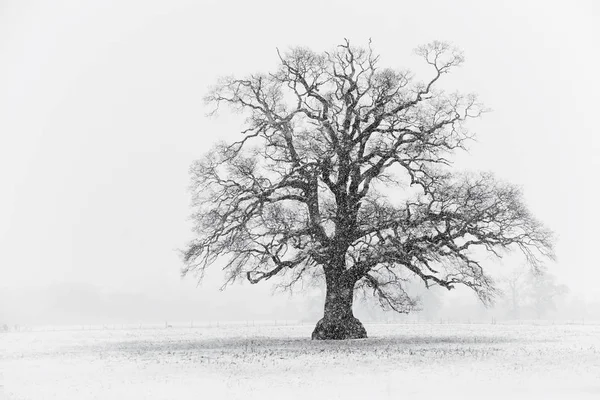 Scène Arbre Neige Noir Blanc — Photo