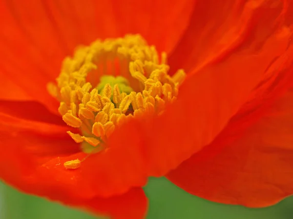 Vista Cerca Hermosas Flores Amapola Silvestre —  Fotos de Stock