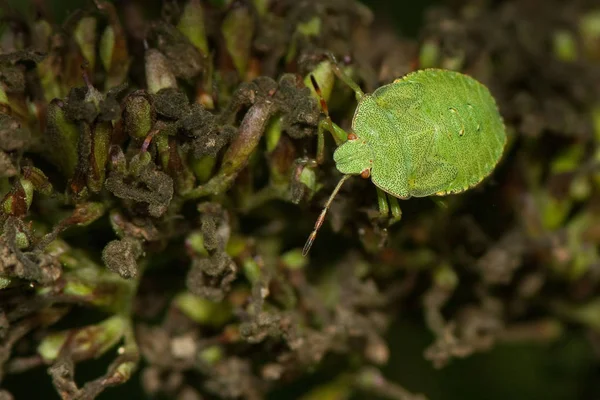 Πράσινη Δυσωδία Bug Larva Palomena Prasina — Φωτογραφία Αρχείου