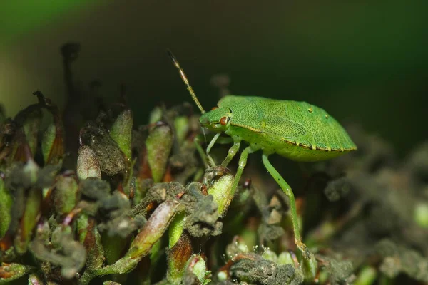 Yeşil Kokulu Böcek Larvası Palomena Prasina — Stok fotoğraf