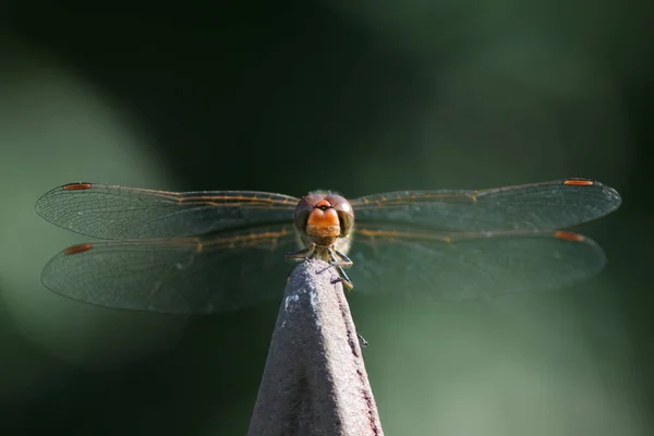 Обыкновенный Дрозд Sympetrum Striolatum — стоковое фото