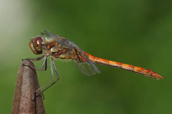 Časté Šipky Sympetrum Striolatum — Stock fotografie