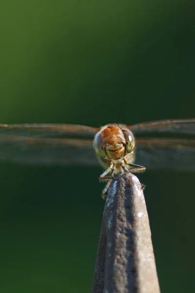 Darter Zwyczajny Sympetrum Striolatum — Zdjęcie stockowe