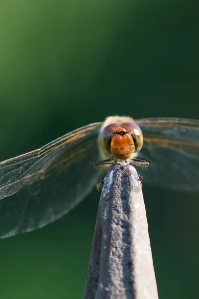 Darter Zwyczajny Sympetrum Striolatum — Zdjęcie stockowe