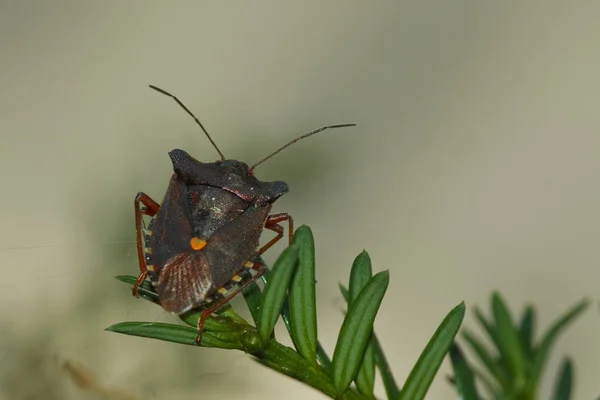 Bug Árvore Pernas Vermelhas Pentatoma Rufipes — Fotografia de Stock