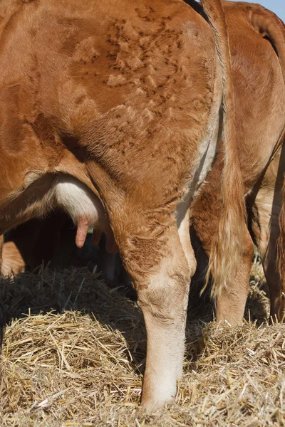 Vacas Lecheras Paja —  Fotos de Stock