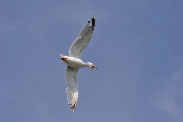 Vue Panoramique Magnifiques Oiseaux Mouettes Nature — Photo