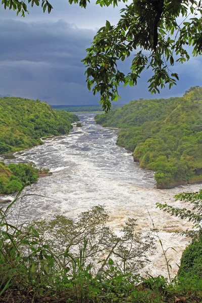 Uganda Daki Murchison Şelalesi Nin Hemen Aşağısındaki Nil Nehri Bakıyorum — Stok fotoğraf