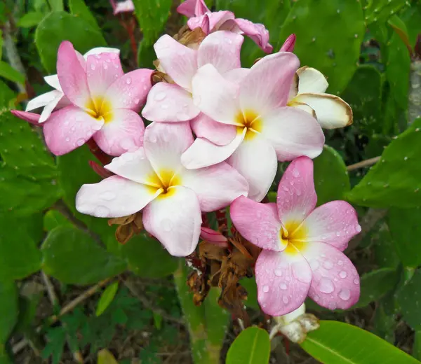 Close Shot Frangipani Flowers — Stock Photo, Image