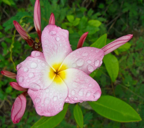 Primer Plano Para Flores Frangipani — Foto de Stock