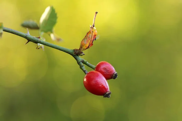 Alzas Rosas Frías Rojas — Foto de Stock