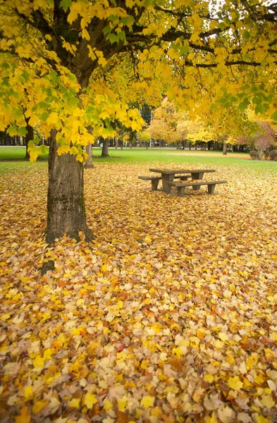 Gyönyörű Sárga Levelek Lehullanak Természet Táj — Stock Fotó