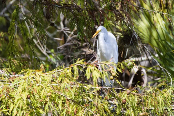 Great Egret Tree Ngreat Egret Tree — Zdjęcie stockowe