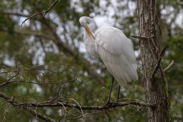 Great Egret Tree Ngreat Egret Tree — Stock Photo, Image