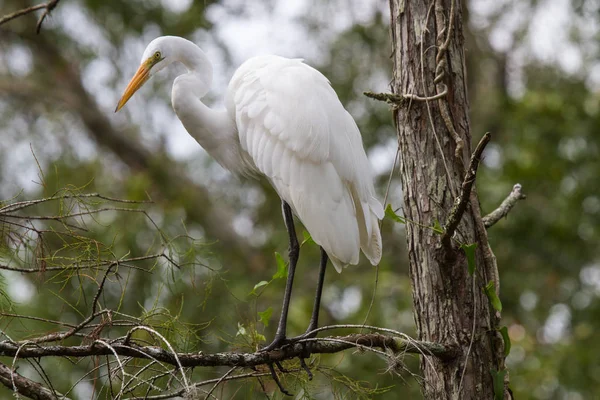 Great Egret Tree Ngreat Egret Tree — Photo