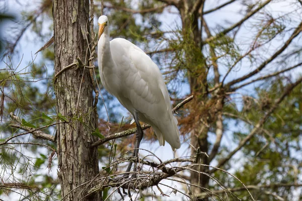 Great Egret Tree Ngreat Egret Tree — Photo