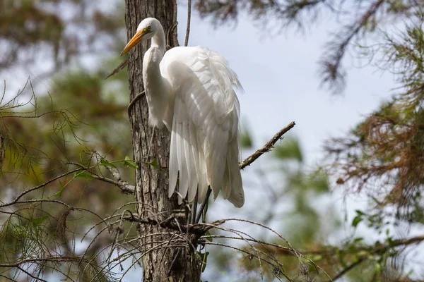 Great Egret Tree Ngreat Egret Tree — Foto de Stock