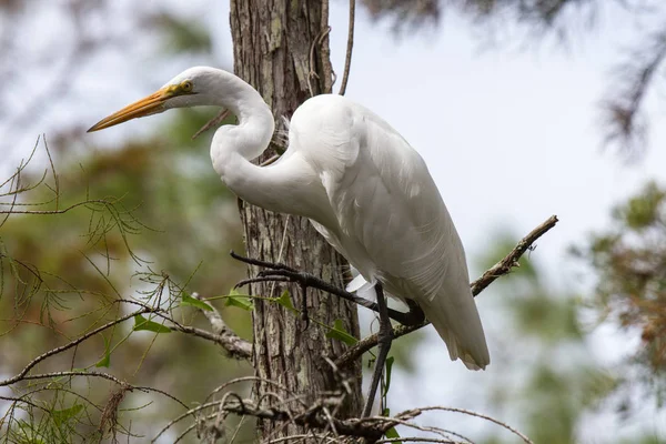 Great Egret Tree Ngreat Egret Tree — Fotografia de Stock