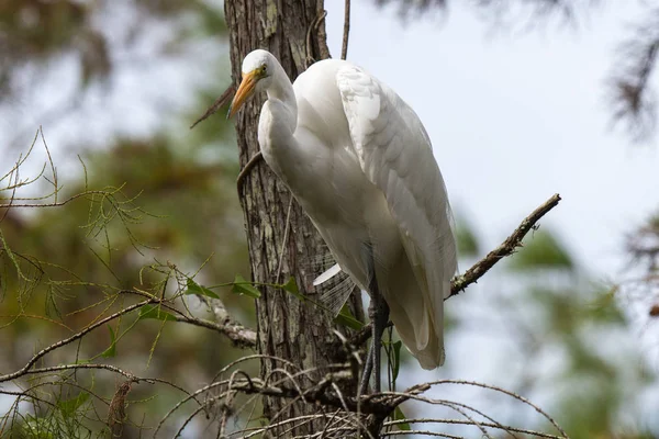 Great Egret Tree Ngreat Egret Tree — Photo