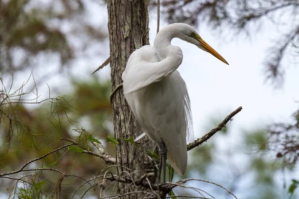 Great Egret Tree Ngreat Egret Tree — 图库照片