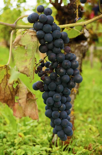 Grapes Growing Vineyard — Stock Photo, Image