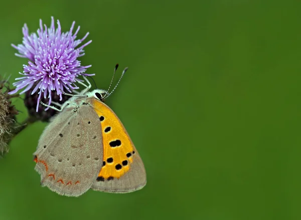 Kis Réz Lycaena Phlaeas — Stock Fotó