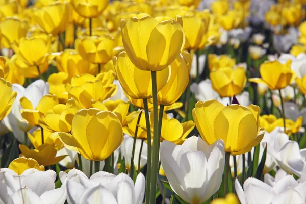 Garden Tulips Yellow White — Stock Photo, Image