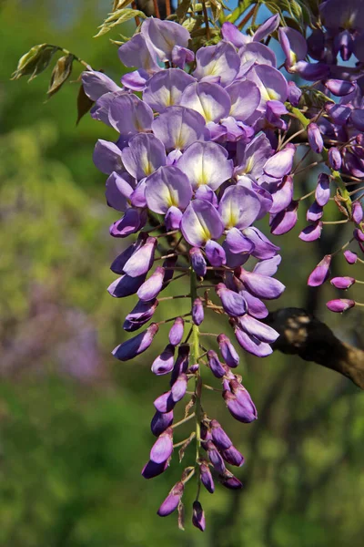 Krásný Botanický Záběr Přírodní Tapety — Stock fotografie