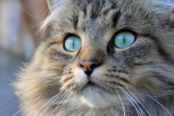 Hezká Norská Kočka — Stock fotografie