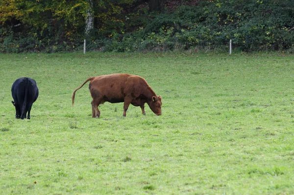 Gado Doméstico Vacas Fazenda — Fotografia de Stock