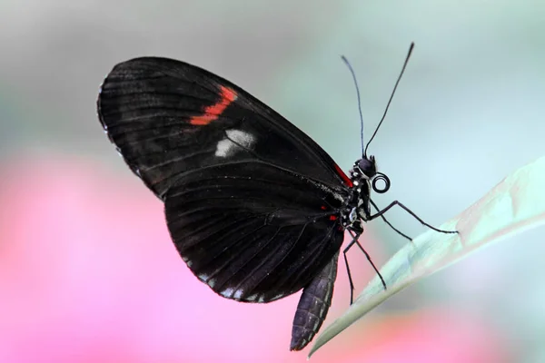 Close Borboleta Exótica Conceito Loucura — Fotografia de Stock