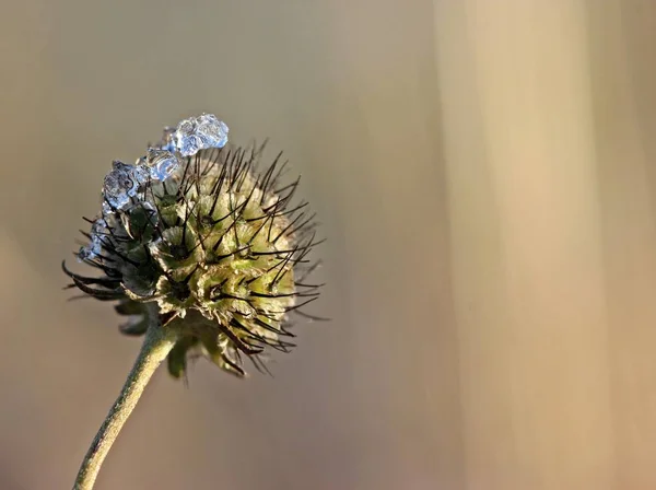 サミンスタンドはスカビアス Scabiosa Columbaria を氷で覆い — ストック写真