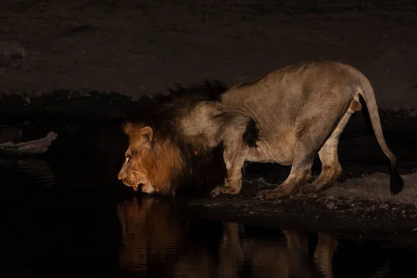 Mannelijke Leeuw Drinkwater Bij Zonsondergang Het Grotere Kruger Park — Stockfoto