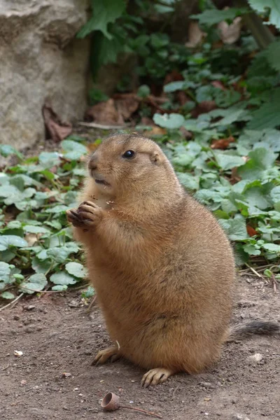 Primer Plano Los Animales Zoológico —  Fotos de Stock