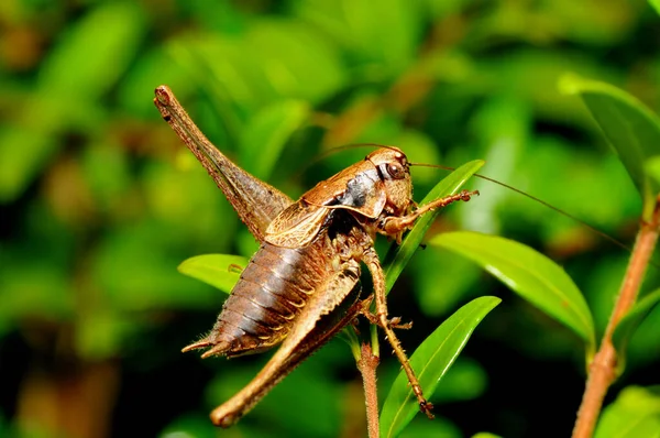 Vista Cerca Del Pequeño Insecto Saltamontes —  Fotos de Stock