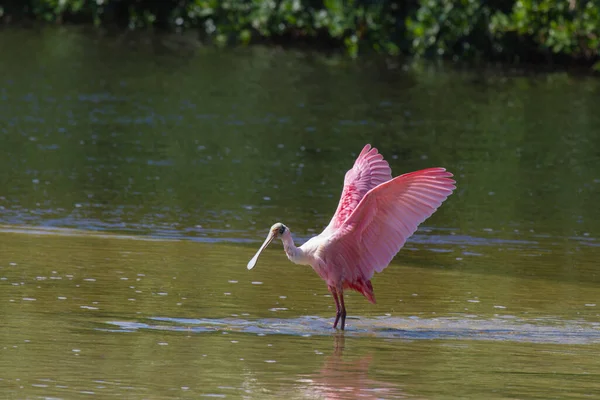 Spatule Roséa Debout Dans Eau Nroséa Spatule Debout Dans Eau — Photo