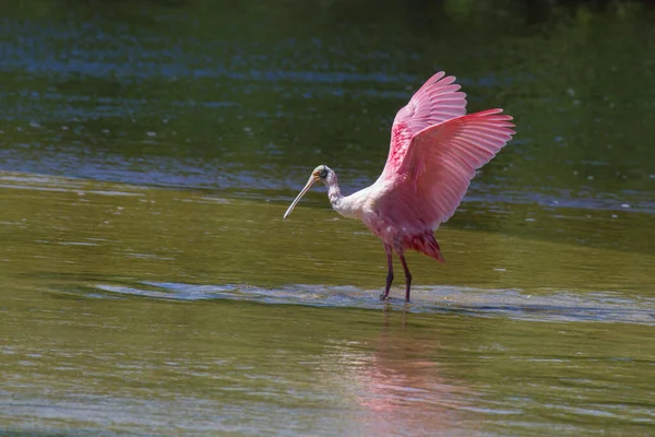 roseate spoonbill standing in the water.\r\nroseate spoonbill standing in the water.