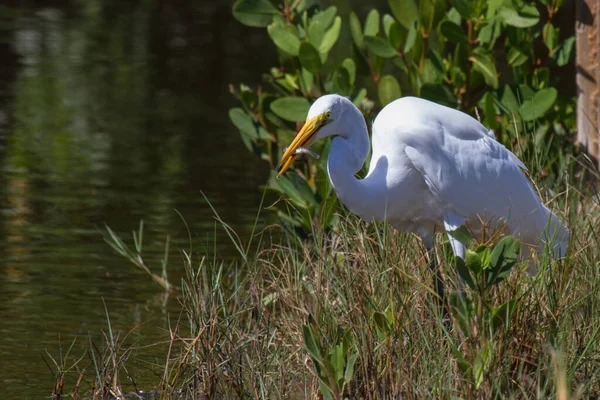 Aigrette Grande Aigrette — Photo