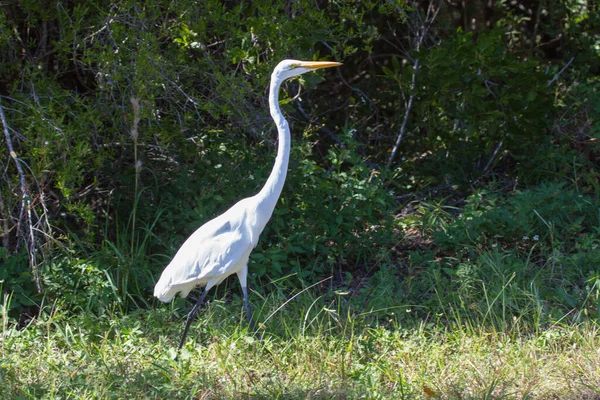 Egret Grand Egret — Photo