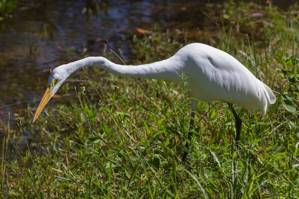 Reiher Silberreiher — Stockfoto