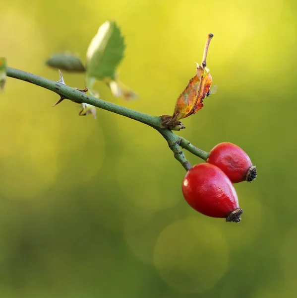 Hagebutten Rote Beeren — Stockfoto