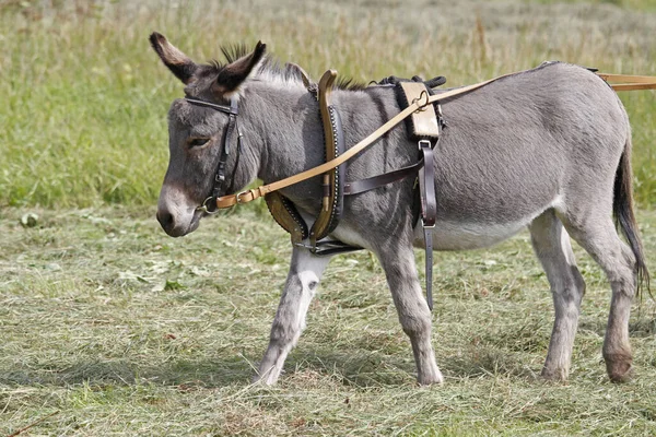 Donkey Animal Fauna Livestock — Stock Photo, Image