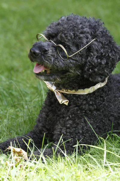 Poodle Com Óculos Laço Arco — Fotografia de Stock