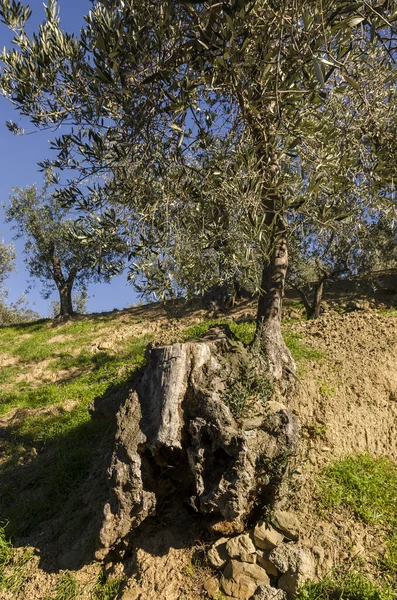 Оливковое Дерево Лигурии Италии — стоковое фото