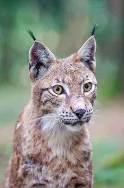 Young Bobcats Interested Glance — Stock Photo, Image