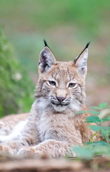 Scenic View Young Animals — Stock Photo, Image