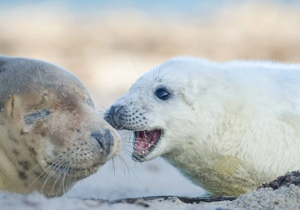 Focas Animais Mamífero Marinho — Fotografia de Stock