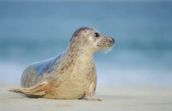 Sello Mamífero Marino — Foto de Stock